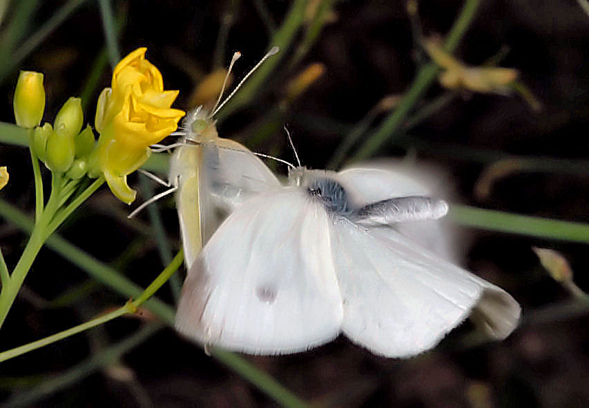 Farfalle in accoppiamento